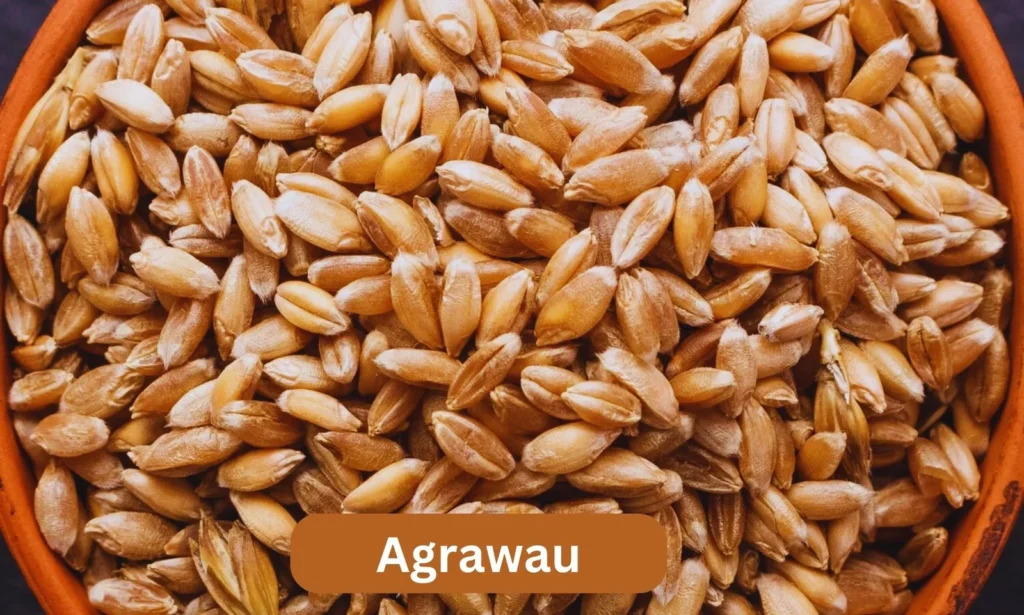 Agrawau: A Cultural Legacy and Sustainable Future